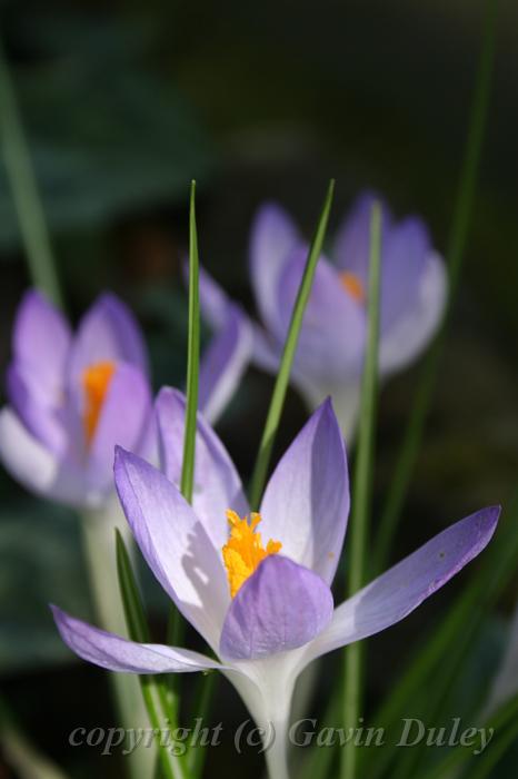 Crocuses, Tindale Gardens IMG_6819.JPG